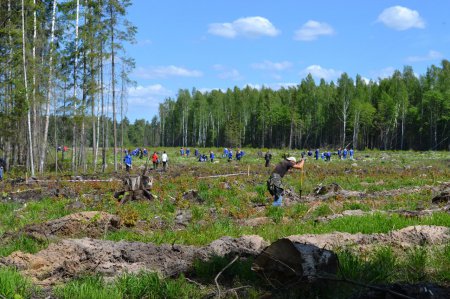 Молодёжный Парламент принял участие в  акции "Лес Победы" 